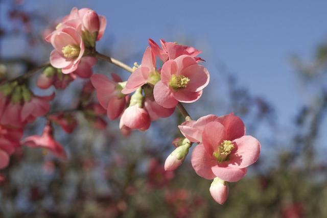 火红的贴梗海棠，种植养护好简单，不用费心管理，开花还多