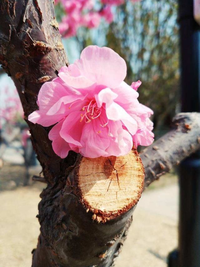 这花虽然不是“梅”，开花比梅花艳，花期满树是花