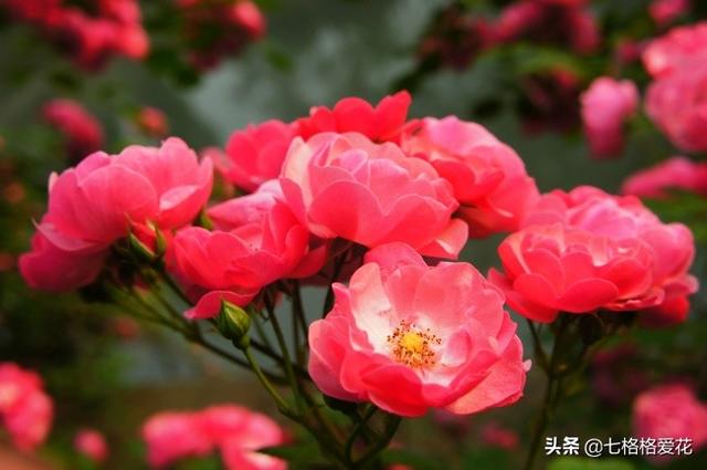 “春到人间草木知”立春至，百花开，看看春天开的花都有哪些