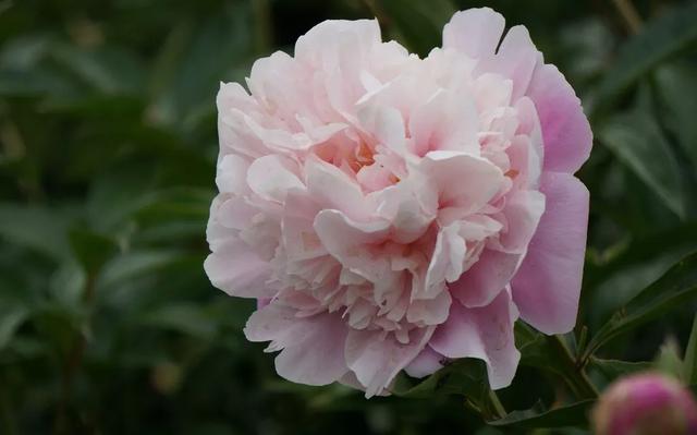 种一丛花，整个院子都飘满花香