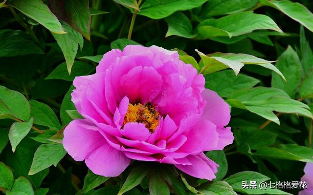 “春到人间草木知”立春至，百花开，看看春天开的花都有哪些