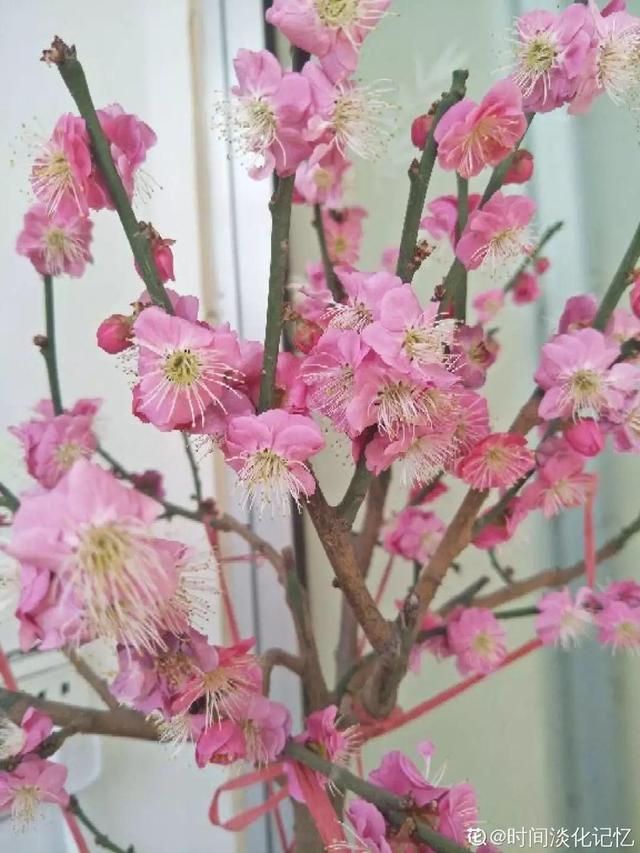 最贵气的梅花，多少人想养，都怕养不好