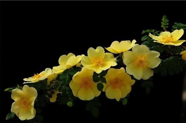 最美人间四月天，棠棣艳出群芳外