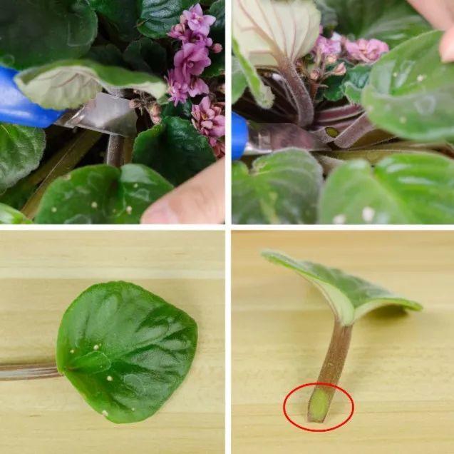 耐阴花就选它，占地小开花多，摆在家里很精致