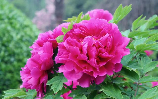 种一丛花，整个院子都飘满花香