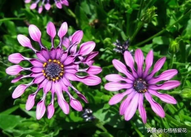 “春到人间草木知”立春至，百花开，看看春天开的花都有哪些