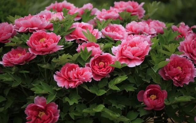 种一丛花，整个院子都飘满花香