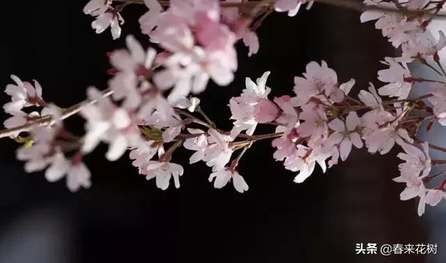 春天到，桃花、杏花、樱花、梨花、李花其开放，你能分清楚吗？