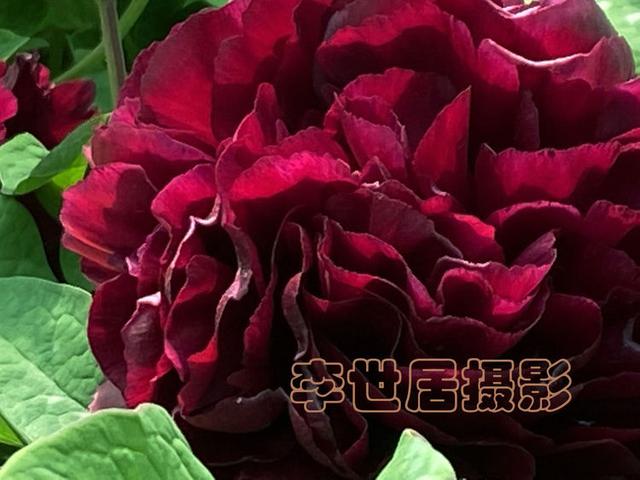 你见过黑牡丹吗？