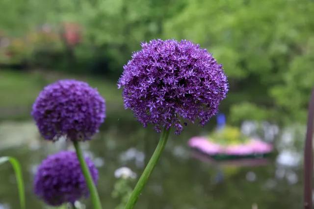 种一丛花，整个院子都飘满花香