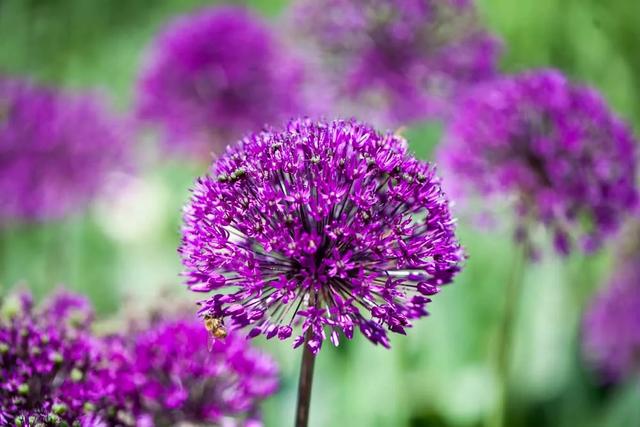种一丛花，整个院子都飘满花香