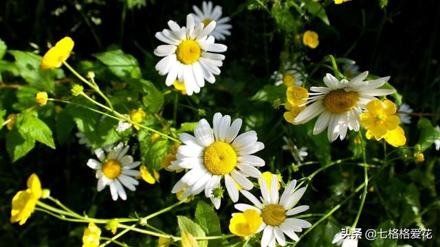 “春到人间草木知”立春至，百花开，看看春天开的花都有哪些