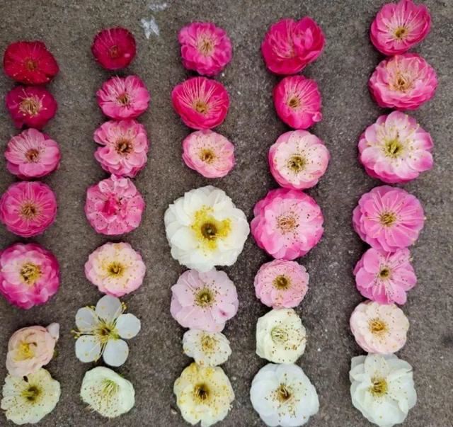 最贵气的梅花，多少人想养，都怕养不好