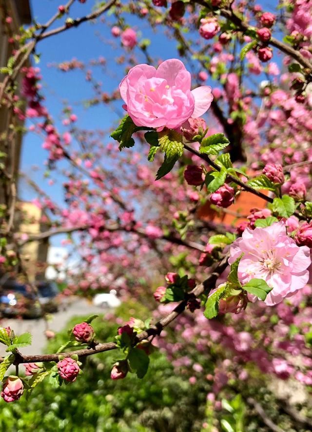 这花虽然不是“梅”，开花比梅花艳，花期满树是花