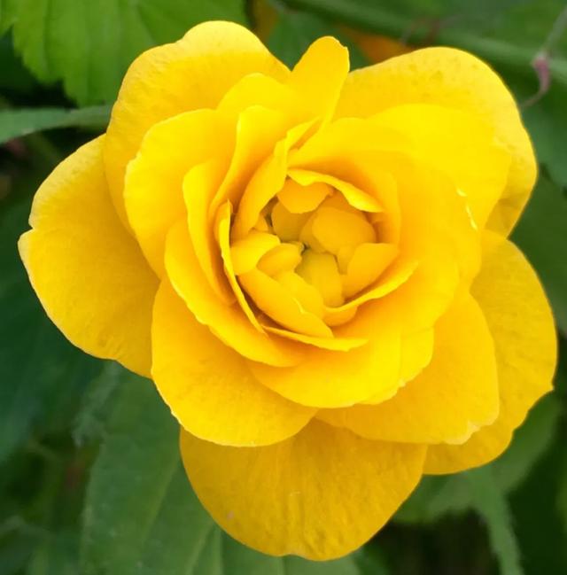 最美人间四月天，棠棣艳出群芳外