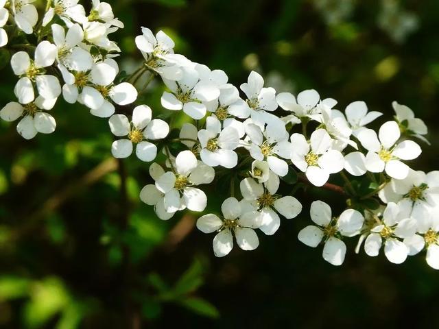 它开花时像下雪，只见花不见叶！开成一片白色花海