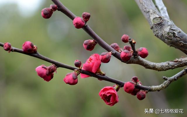 “春到人间草木知”立春至，百花开，看看春天开的花都有哪些