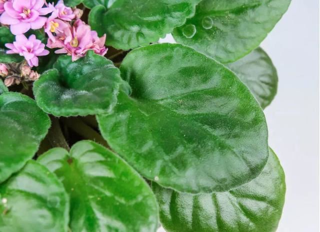 耐阴花就选它，占地小开花多，摆在家里很精致