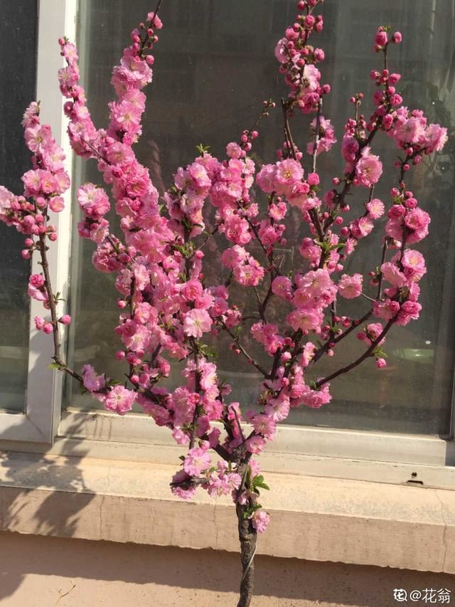 这花虽然不是“梅”，开花比梅花艳，花期满树是花