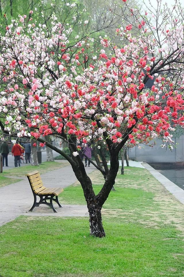 清明前后最争艳的4种花卉，就等你来！