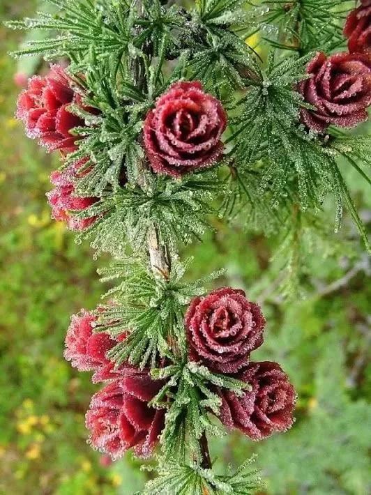 松树开花，你见过几种呢！