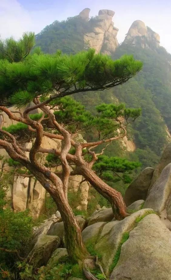 松树开花，你见过几种呢！