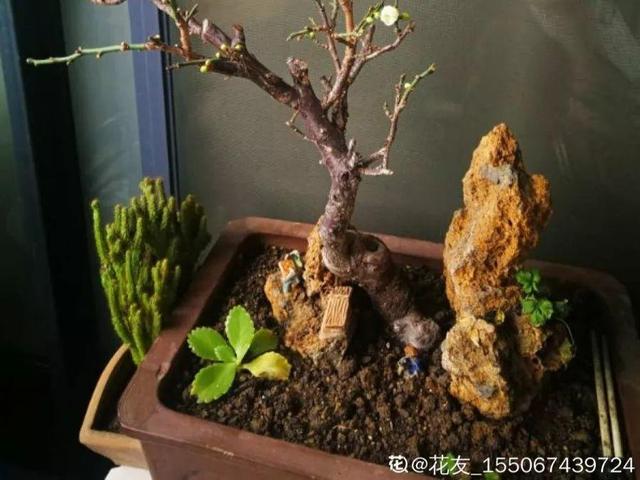 最贵气的梅花，多少人想养，都怕养不好