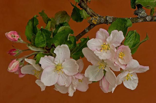 火红的贴梗海棠，种植养护好简单，不用费心管理，开花还多