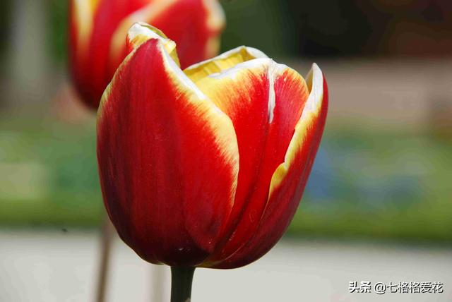 “春到人间草木知”立春至，百花开，看看春天开的花都有哪些