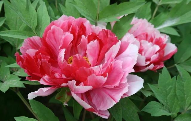 种一丛花，整个院子都飘满花香