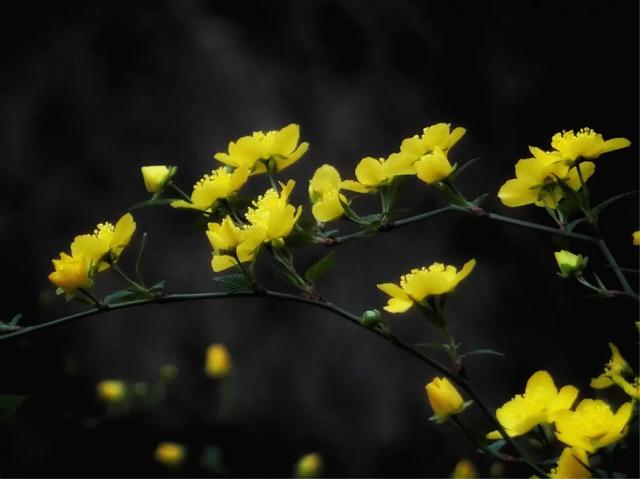 最美人间四月天，棠棣艳出群芳外