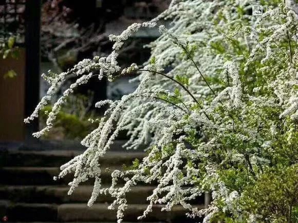 它开花时像下雪，只见花不见叶！开成一片白色花海