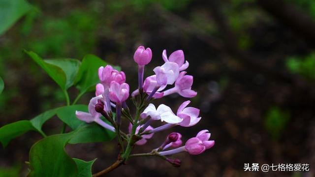 “春到人间草木知”立春至，百花开，看看春天开的花都有哪些