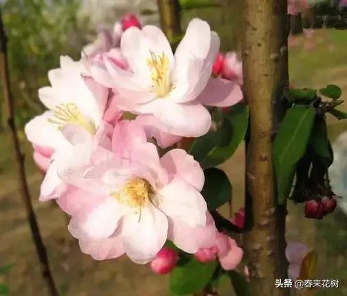 春天到，桃花、杏花、樱花、梨花、李花其开放，你能分清楚吗？