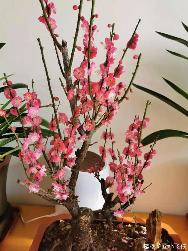 最贵气的梅花，多少人想养，都怕养不好