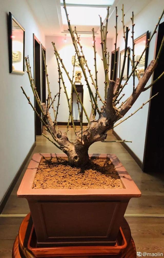 最贵气的梅花，多少人想养，都怕养不好