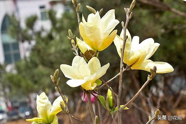 漂亮的玉兰花，花开美，花量大，特别好养，种在庭院特合适