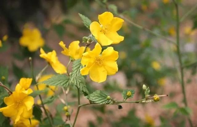 最美人间四月天，棠棣艳出群芳外