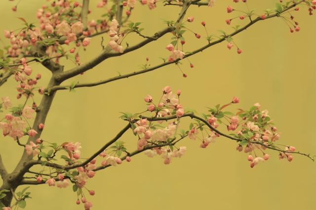 火红的贴梗海棠，种植养护好简单，不用费心管理，开花还多