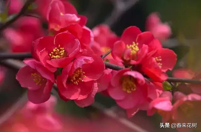 春天到，桃花、杏花、樱花、梨花、李花其开放，你能分清楚吗？