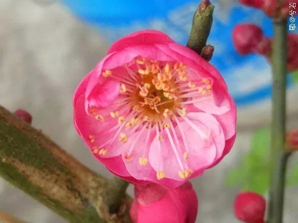 最贵气的梅花，多少人想养，都怕养不好