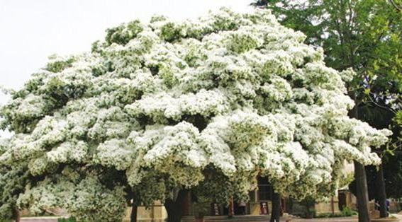 流苏树国家二级保护植物，花期如雪压树，且花形纤细