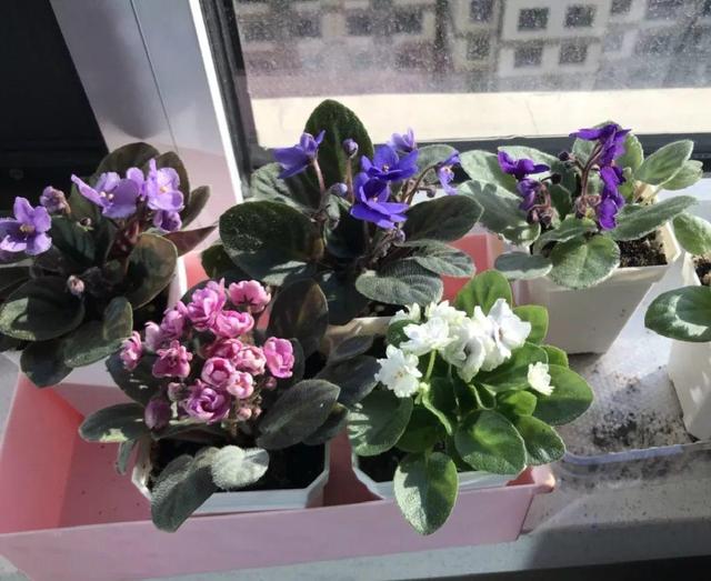 耐阴花就选它，占地小开花多，摆在家里很精致