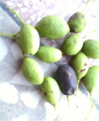 流苏树国家二级保护植物，花期如雪压树，且花形纤细