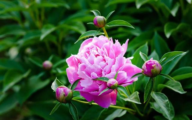 种一丛花，整个院子都飘满花香