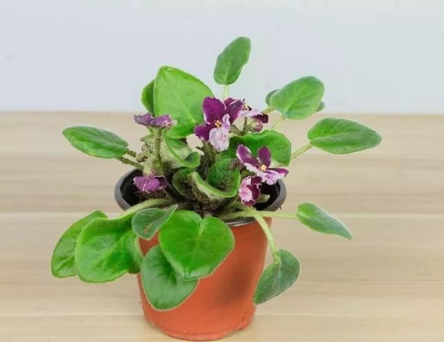 耐阴花就选它，占地小开花多，摆在家里很精致