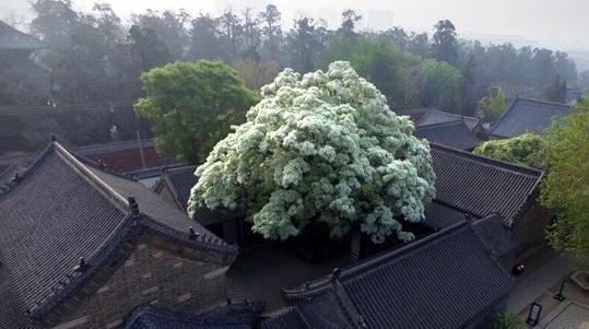 流苏树国家二级保护植物，花期如雪压树，且花形纤细