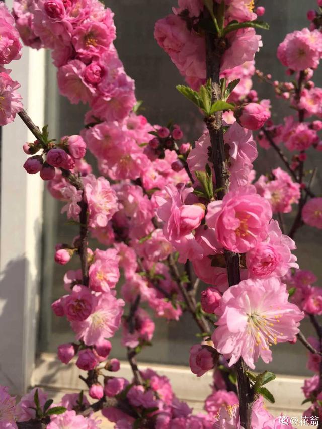 这花虽然不是“梅”，开花比梅花艳，花期满树是花