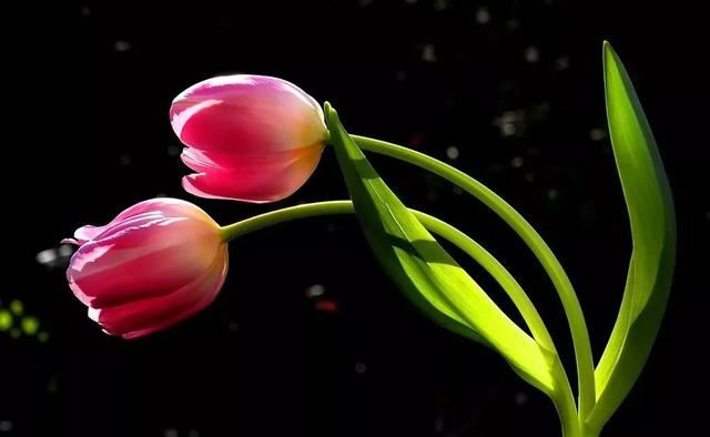 种一丛花，整个院子都飘满花香