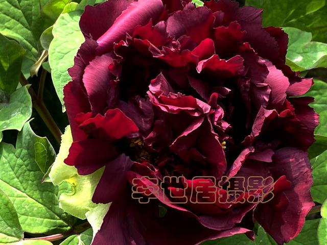 你见过黑牡丹吗？